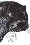 The Otter Portrait